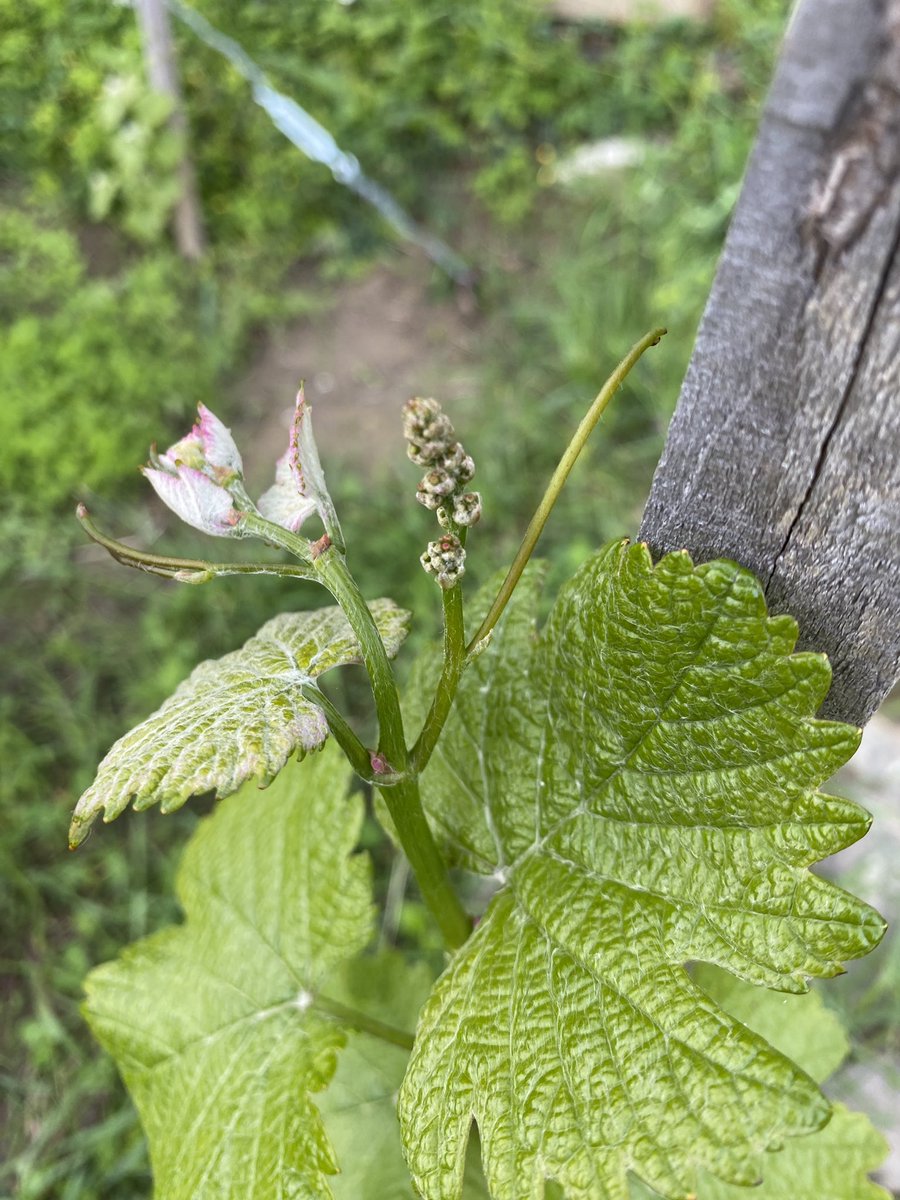 🚨📰Breaking news. We will have some #cheninblanc this year! This cluster is called Inflorescence and it’s the basis for berry development — 1 year ahead of schedule. #viticulture #newwinery