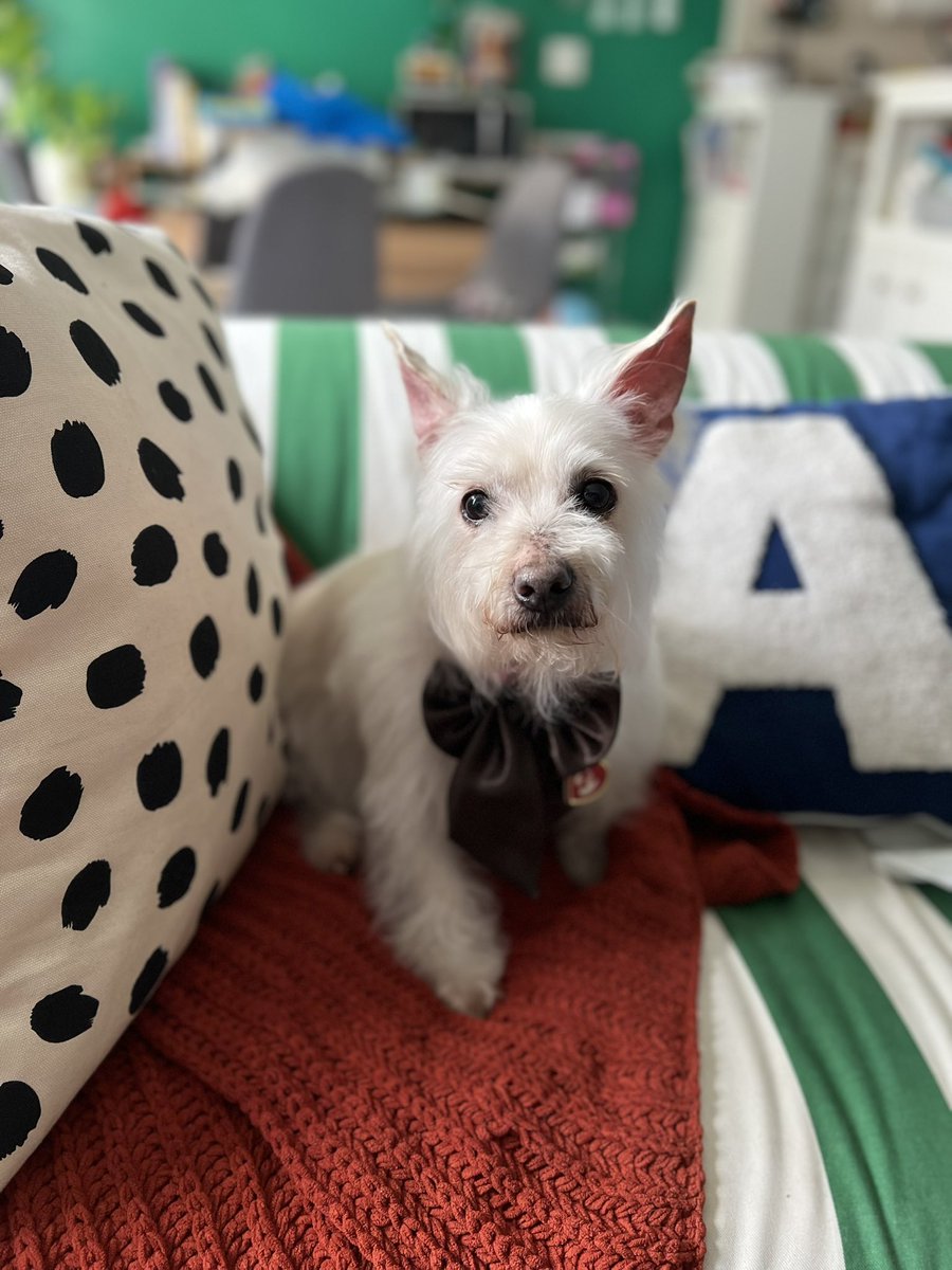 Alexis “Bring Back Bunheads” Wilson tweet media