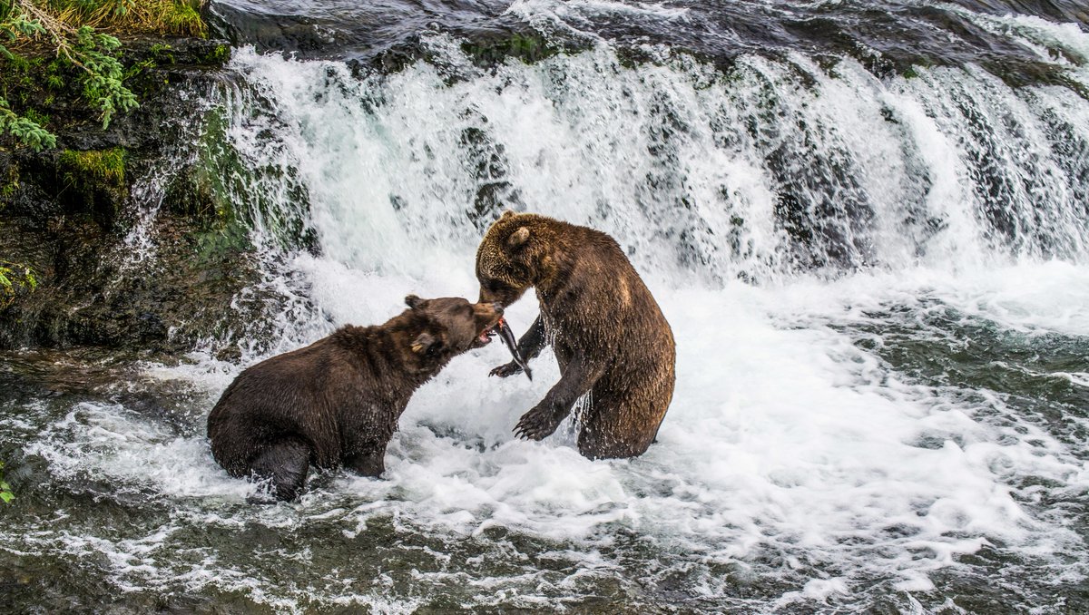 Visit Soldotna tweet media