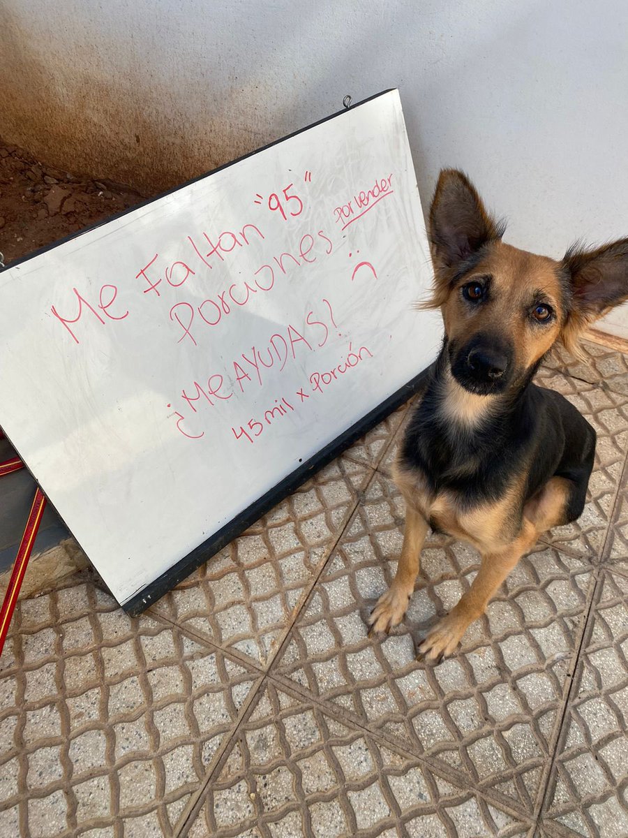 VENDIMOS SÓLO 5 ADHESIONES 💔
Berlín es una de nuestras rescatadas que sigue internada, tuvo 9 bebés y todos ya fueron en adopción, hoy ella está necesitando iniciar su tratamiento contra la leish además de seguir con sus sesiones de quimioterapia debido a que se le diagnosticó