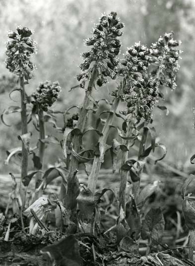 hilding_bot's tweet photo. Nyckelord: Blad, Blommor, Pestskråp, Växt, Ört
CC BY-NC Hilding Mickelsson
Kringla: https://t.co/Xd4nLufUir
URI: https://t.co/wOpNVklI6z https://t.co/8lDIIEKWPJ