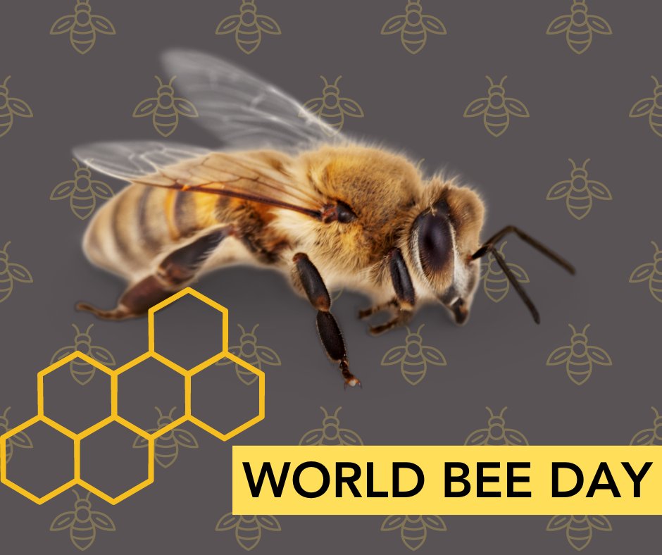 SQLandscapes's tweet photo. π // At #SQLandscapes we β€οΈ BEES! Unfortunately, invasive bee populations, extensive bush fires, & habitat damage all contribute to hurt native bee species in π¦πΊ, which hosts around 1,650 species of native bees. Learn more: π https://t.co/XspD1ly6Tc https://t.co/fn3WF2vwlg