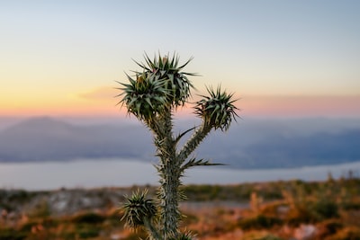 Cactus 📌Patras, Greece 📷<a href="/JeisBlack/">Jason Mavrommatis</a>  #nature #hourlyNature #nomaddream #wonderlust #travel