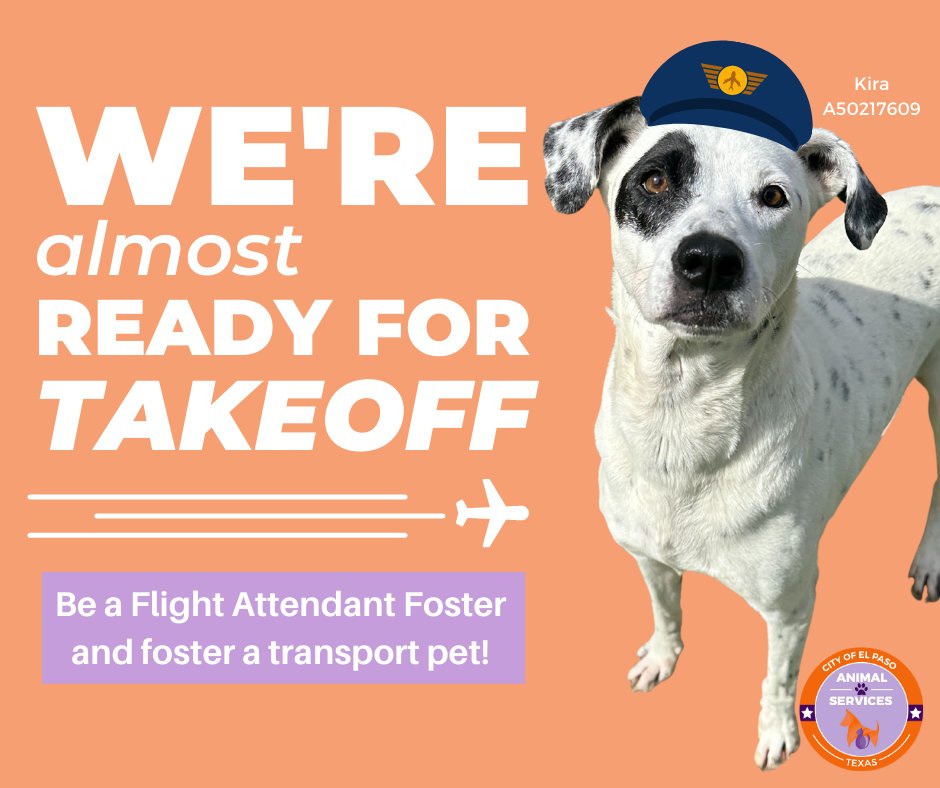 ElPasoAnimalSvc's tweet photo. As a Flight Attendant #Foster, you'll welcome a #pet that's scheduled for #rescue into your home temporarily. Generally, you'll foster the pet for 2-4 weeks, and the program is #FREE! We will provide you with Food, Supplies &amp; Medical Care. Sign up at ➡️ https://t.co/083uHBXYQC https://t.co/l56VGYLUrW