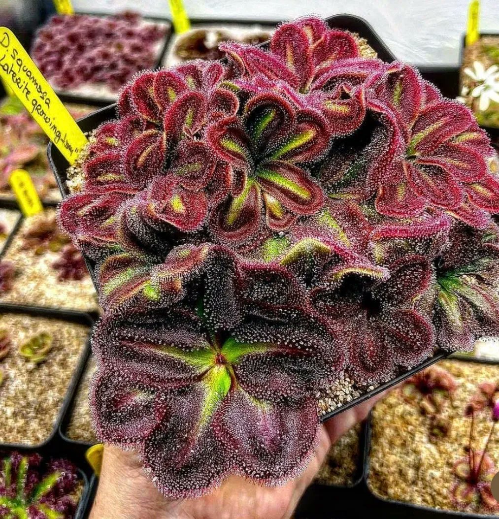 There's just something about red and green 🌻🌽 🌼 🌺 that makes me smile. 

Whats you're favorite plant? 
 📸 : @carnivorousplant_club
#plants #plantbased #plant #plantpower #plantbaseddiet #plantas #plantpowered #plantstrong #plantsofinstagram #plantlife #plantasemcasa