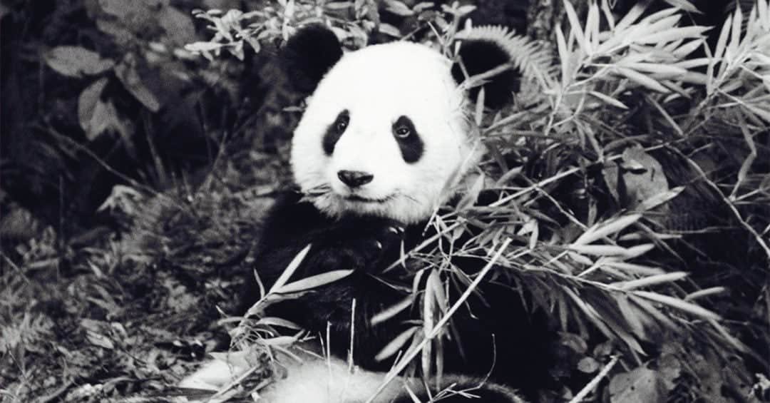 PandaEveryHour tweet picture