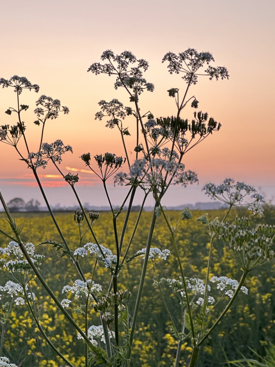 An emotional day to round off a stressful week. Head in overdrive. Need a mind cleanse so I head to my happy place and breath. #thefens #peaceofmind #cambridgeshire #sunset