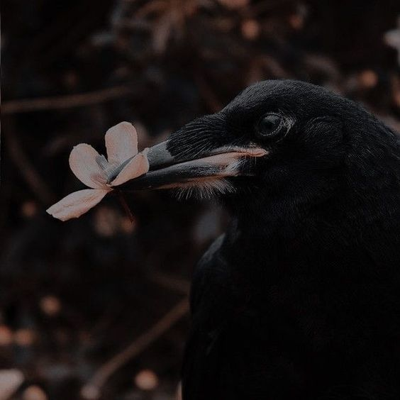 storytrickster's tweet photo. He is cheering up the reader, leaving a flower at their feet. Kill 'em with kindness. https://t.co/akun07ibgn