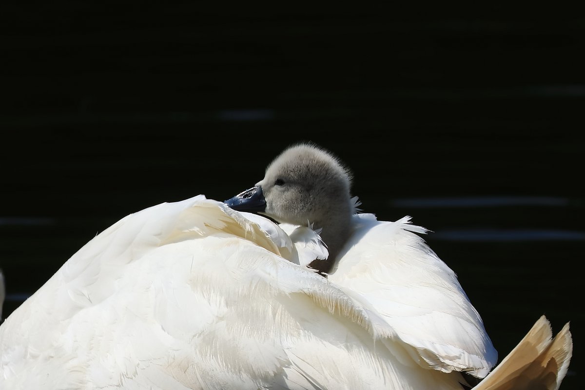 KaptainCosgrove's tweet photo. " Proof Of Life...(in more ways than one)..."
@ILoveSeftonPark https://t.co/naRolryLfK