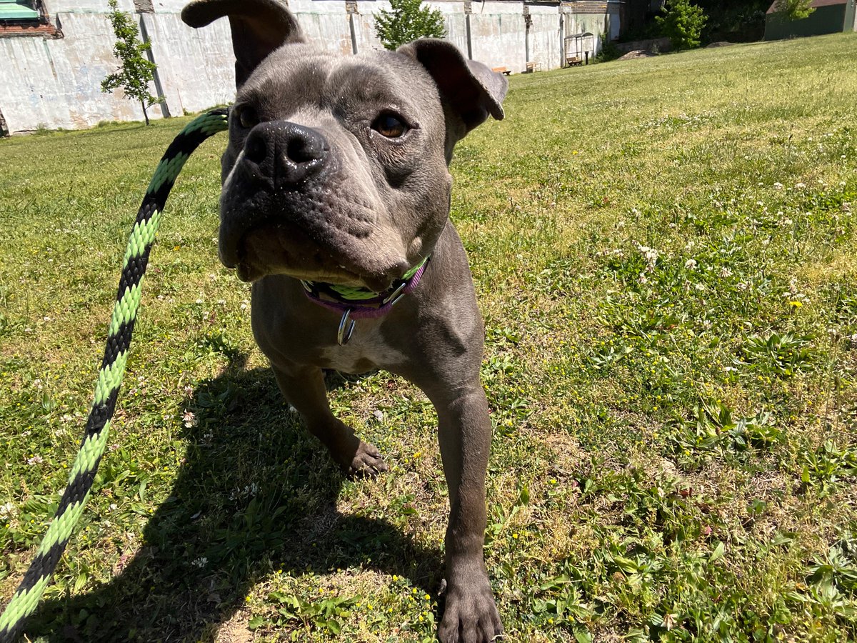 PSPCA's tweet photo. Is this what happiness looks like?

Learn about Lavender, and how she almost didn't get to experience such joy: https://t.co/IZhgNfcXRy https://t.co/u9Rj3aof0r