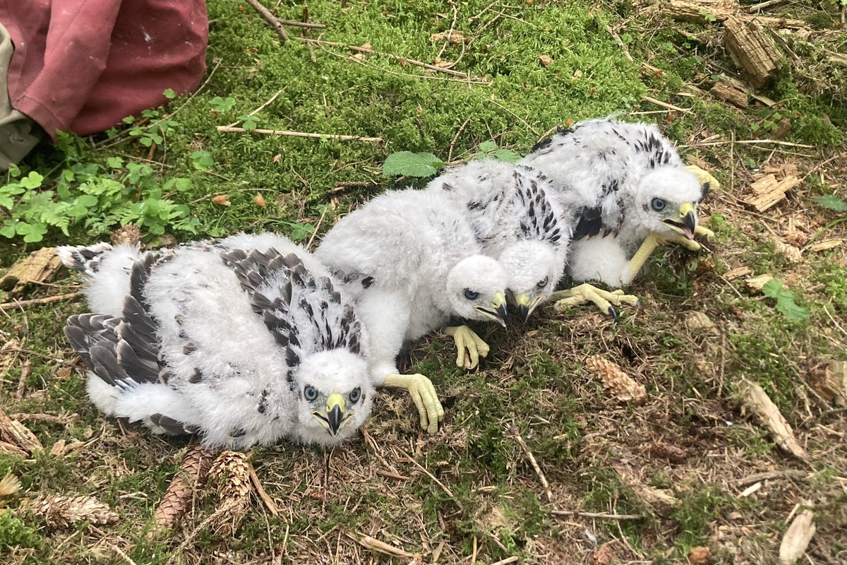 Bumper brood of Surrey Goshawks <a href="/SurreyBirdNews/">SurreyBirdClubNews</a>