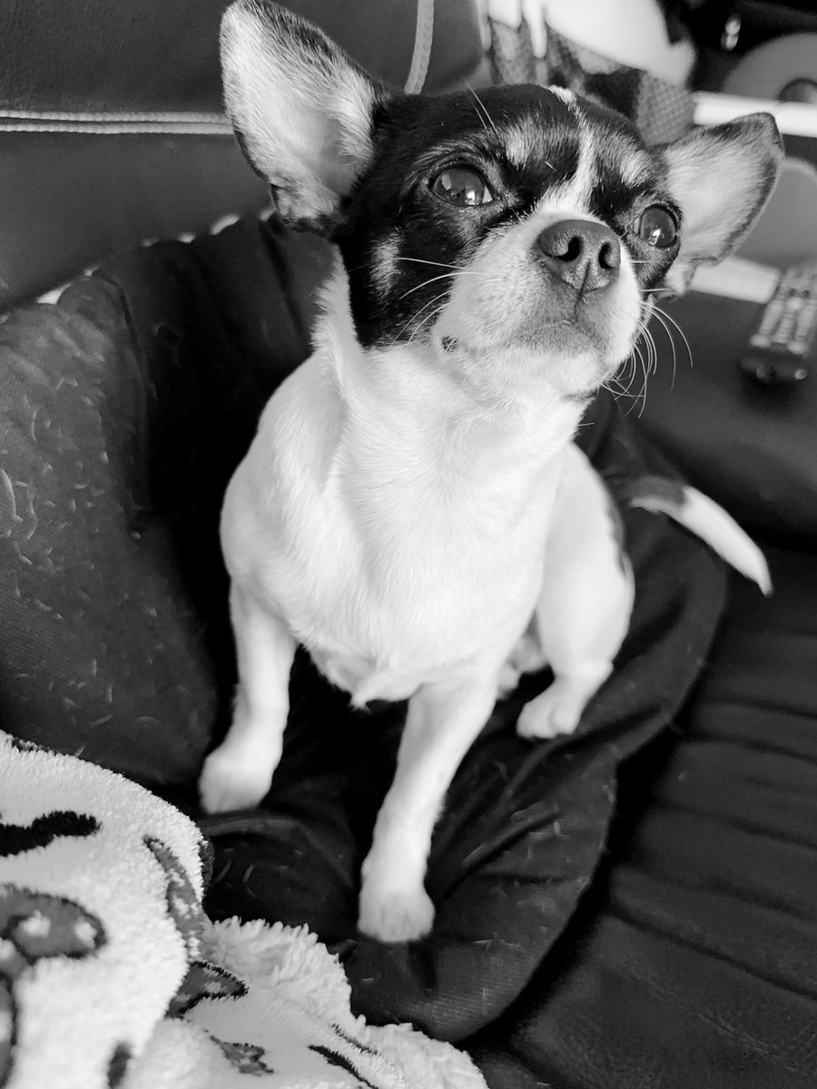 luciacm27's tweet image. Una foto de tu mascota y una de cómo se llama al lado