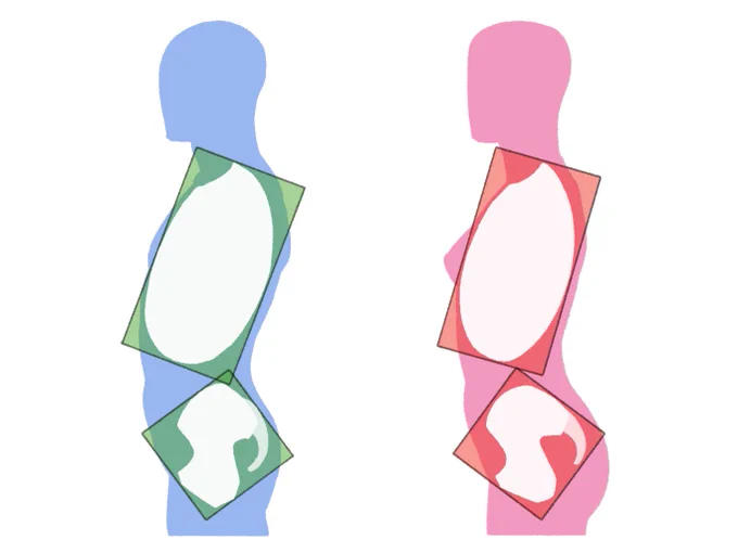 こうしたことを書くと、自分の体型と違うと嘆いたり怒ったりする方もいますが、実際の人体では一人一人の顔が異なるように内部構造も異なります。全ての構造が標準タイプで出来た教科書のような人体は存在しません。