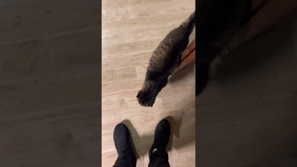 New video by Realzies Cuts: Fantastic Friday morning with a Hungry Fuzzilla #hungrycat #fuzzilla #funnycat Another blessed fantastic Friday morning with a hungry cat named Fuzzilla May 19, 2023 at 03:37PM