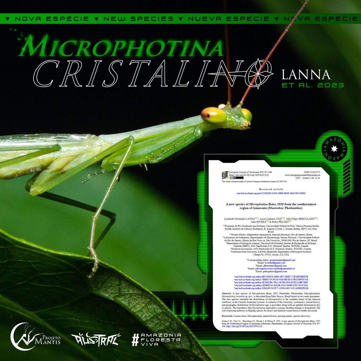 Hoje apresentamos ao mundo uma nova espécie de louva-a-deus da Amazônia! Microphotina cristalino habita as florestas ao sul do bioma, riquíssimas e ameaçadas. Um ser lindíssimo que voa pelas noites tropicais. Acessem o artigo e conheçam mais em projetomantis.com/cristalino
