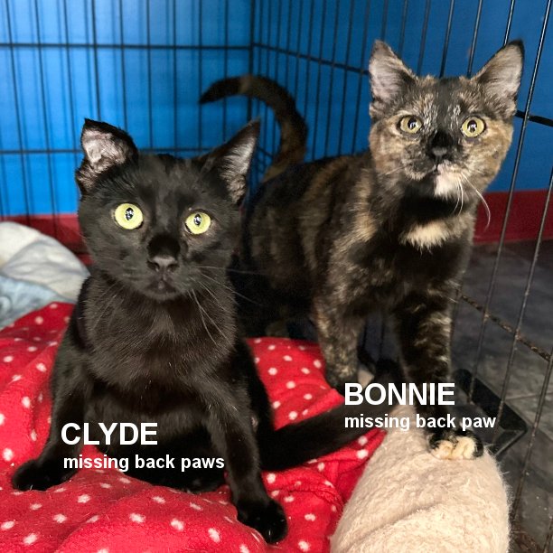 Meet Bonnie & Clyde. They’re about 9 months-old and missing paws. These siblings are so cute together. The snuggle together. Play together. Despite missing some paws, Bonnie & Clyde are very mobile and there’s no current concern about the missing paws. #snapcats #specialneedscats