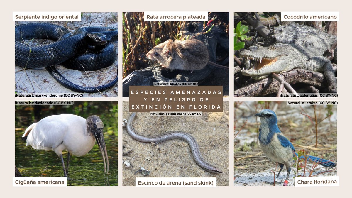 UF_RWEL_esp's tweet photo. En honor del día de especies en peligro de extinción, reconocemos algunas de las especies maravillosas de Florida que están en riesgo.
#EndangeredSpeciesDay #especiesenpeligro https://t.co/Ry6gVWxUwn