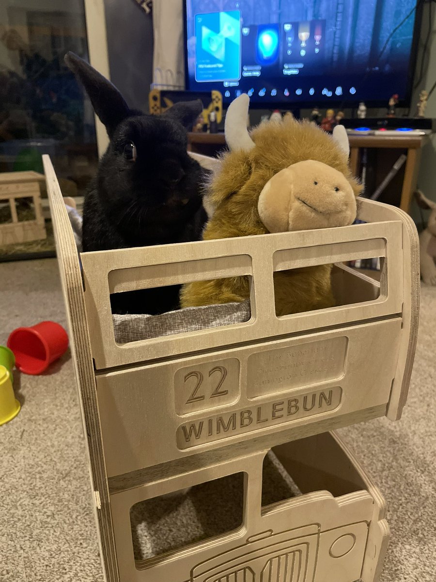 Martin and the Coo feeling the wind in their ears! 🚌

#BunnyBus #BunniesOfTwitter #RabbitsOfTwitter