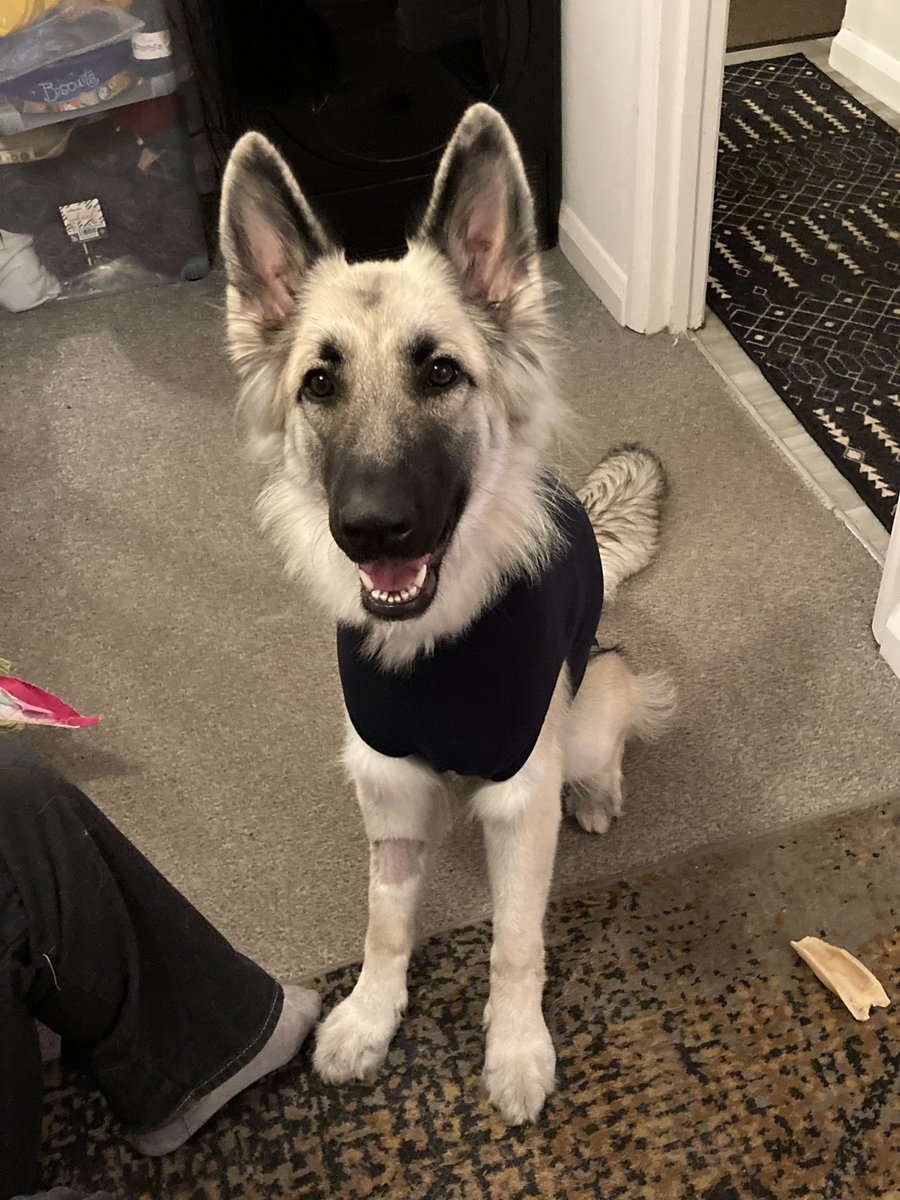leksikality's tweet photo. Someone threw a fit because she didn't have to wear the medi-shirt anymore.

So we put it back on her.

I don't know what this dog.

#SagaOfSaga #AutisticDogLife #GSDLife #GSD #DogsOfTwitter https://t.co/IzMnQQGt3S
