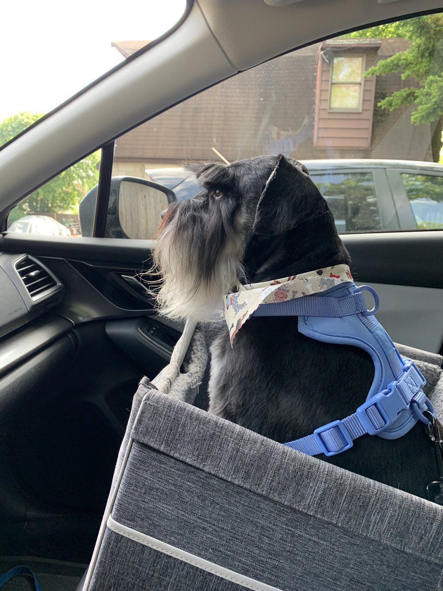 ClaAgatha's tweet photo. She tricked me again. Really, mum?
Can you really tell what I’m thinking?
❌🛁❌ 🐶🐾🐾
#SchnauzerGang
#NoBath https://t.co/Yde6nrypnc