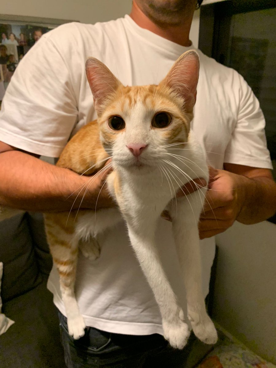 ChariSanchezW's tweet photo. ⚠️Han encontrado este gato en jerez de la frontera⚠️ Es súper cariñoso, no tiene chip pero parece que ha estado con gente, si lo reconoces o te lo puedes quedar de acogida se agradecería!!
Difundir porfa https://t.co/idCJdm5WgZ