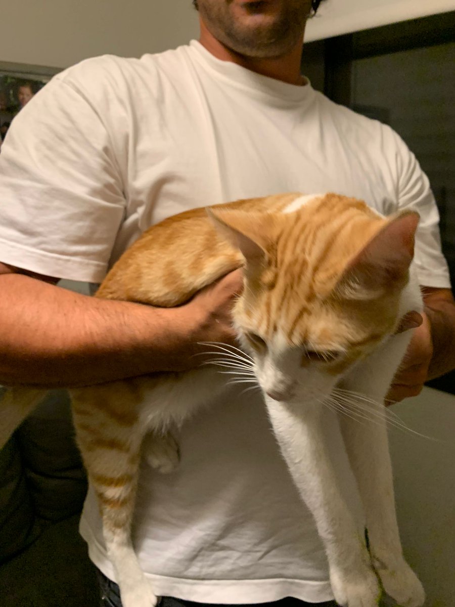 ChariSanchezW's tweet photo. ⚠️Han encontrado este gato en jerez de la frontera⚠️ Es súper cariñoso, no tiene chip pero parece que ha estado con gente, si lo reconoces o te lo puedes quedar de acogida se agradecería!!
Difundir porfa https://t.co/idCJdm5WgZ