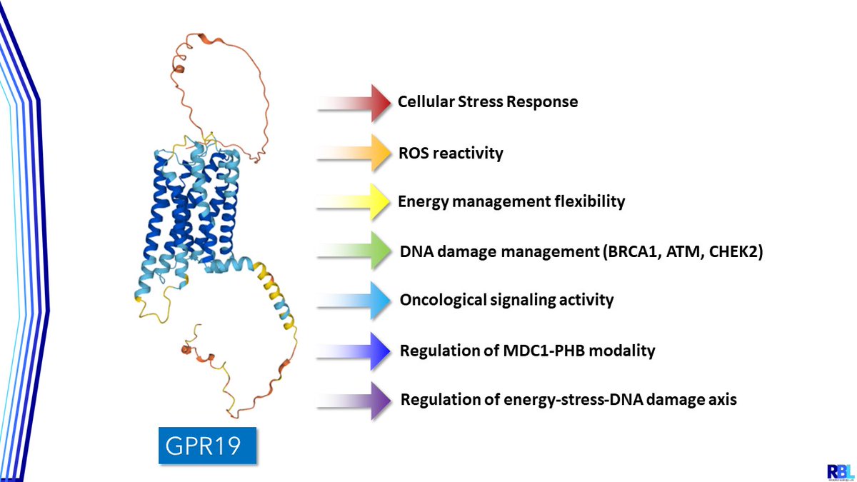 StuartMaudsley's tweet photo. A huge thanks to everyone who was at the @DrGPCR symposium to listen to my talk about our recent work on #GPR19 and the aging process. It was a pleasure to see so many other excellent #GPCR researchers there. https://t.co/tmCkJ2A42G