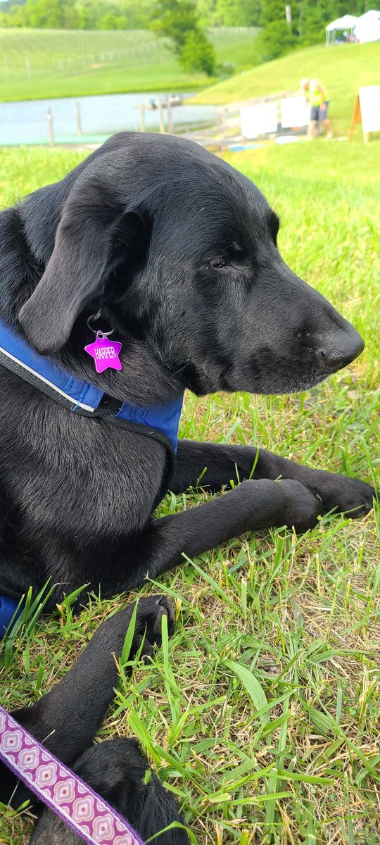 drlith's tweet image. Who&apos;s got 4 legs and popped off a 21&apos; 3&quot; jump in her first round of competition this weekend, smashing her old PR by more than 3 feet?