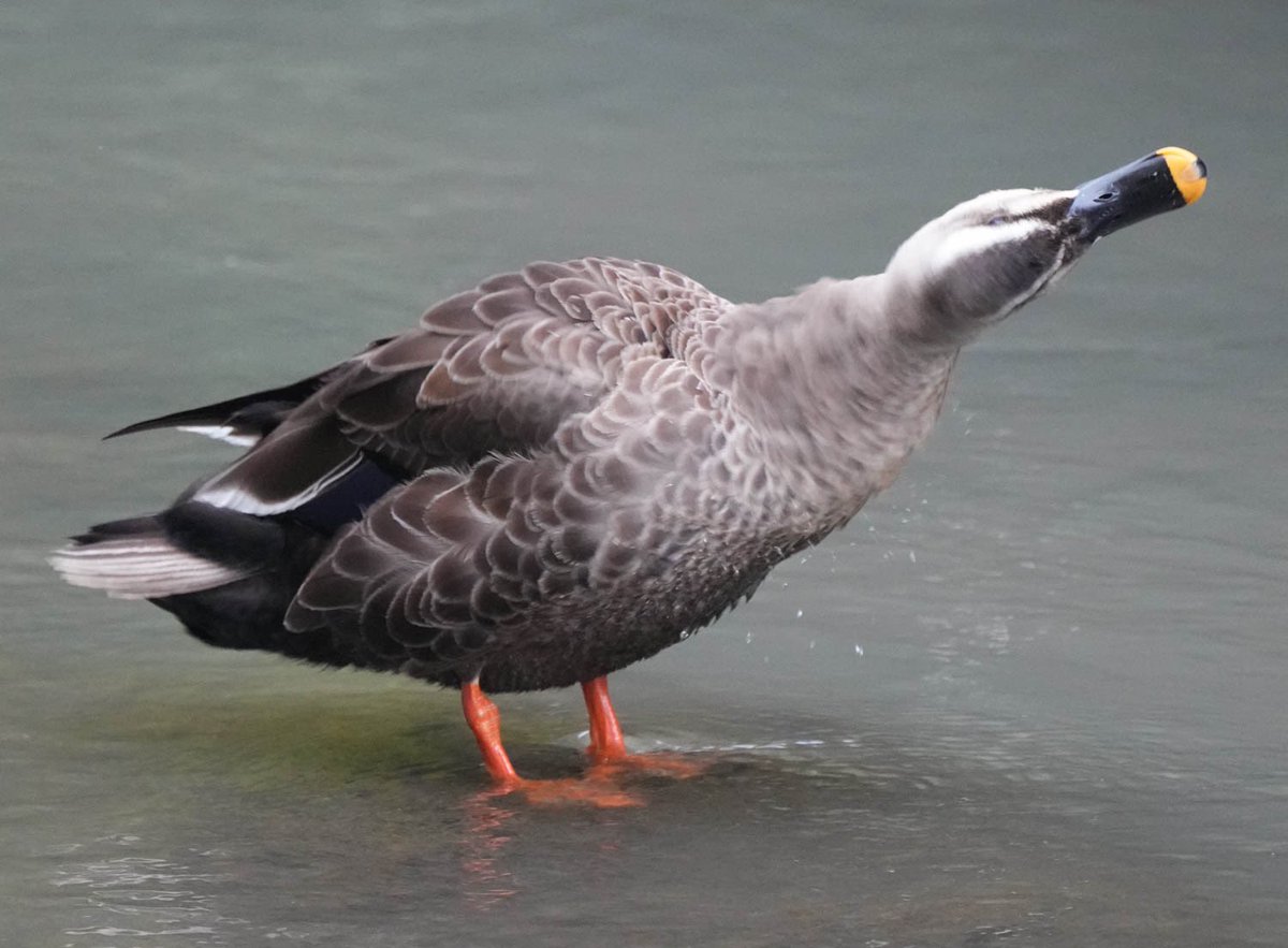 こちらが実物です🦆（photo by my 家族） https://t.co/WuwAYpIuY5