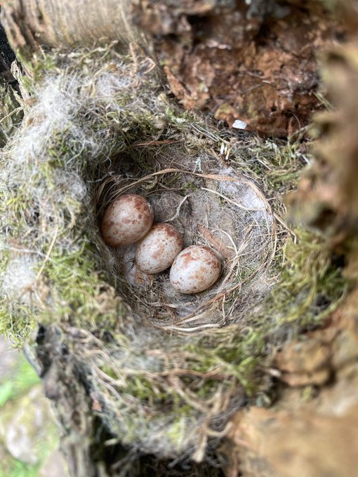 Lesser Gray Shrike nest