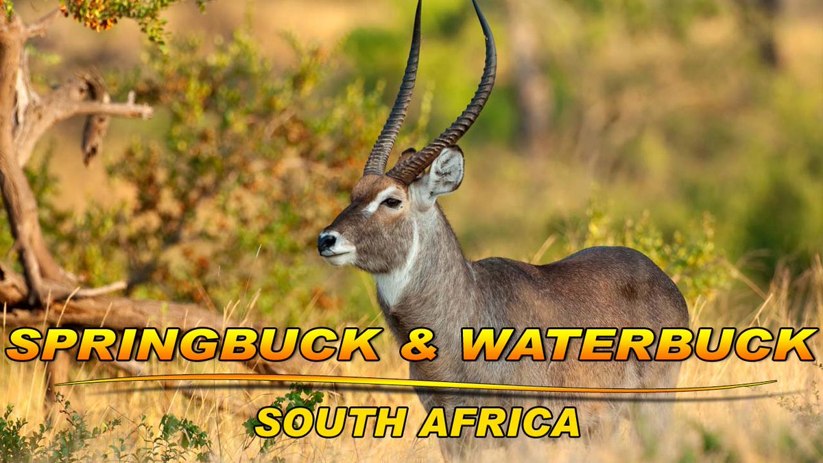 THIS WEEKEND ON THE OUTDOORSMAN WITH BUCK MCNEELY
S. AFRICA SPRINGBOK & WATERBUCK
Buck & Max are on safari in South Africa. They hunt for Springbok & Waterbuck.
VISIT ON FACEBOOK, TWITTER, INSTAGRAM, TRUTH SOCIAL, GETTR, YOUTUBE & BUCKMCNEELY.COM
