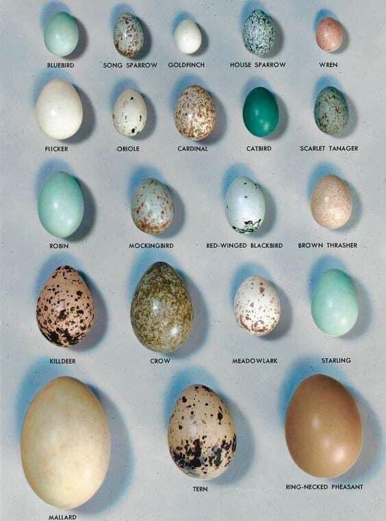 Eggs!