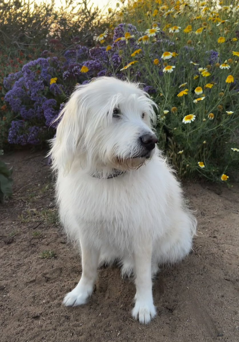 Just Amy ✌️❤️🌎🌻 tweet media