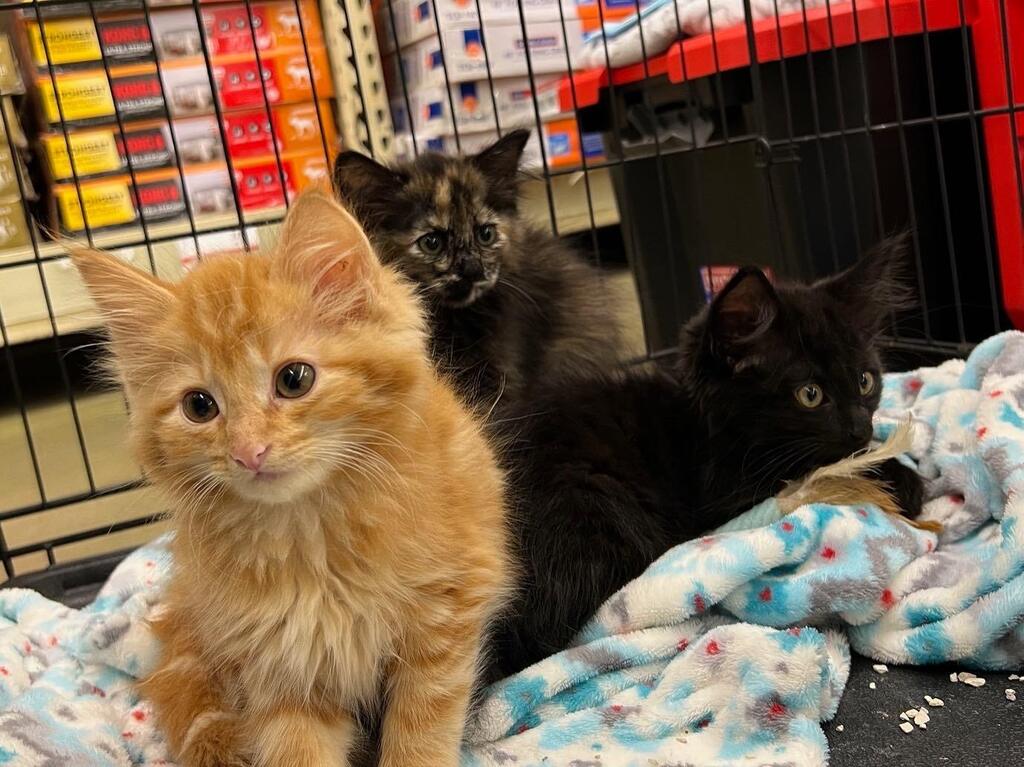 We have KITTENS at PetSmart til 4pm 😻 instagr.am/p/CscDzhpvP9H/