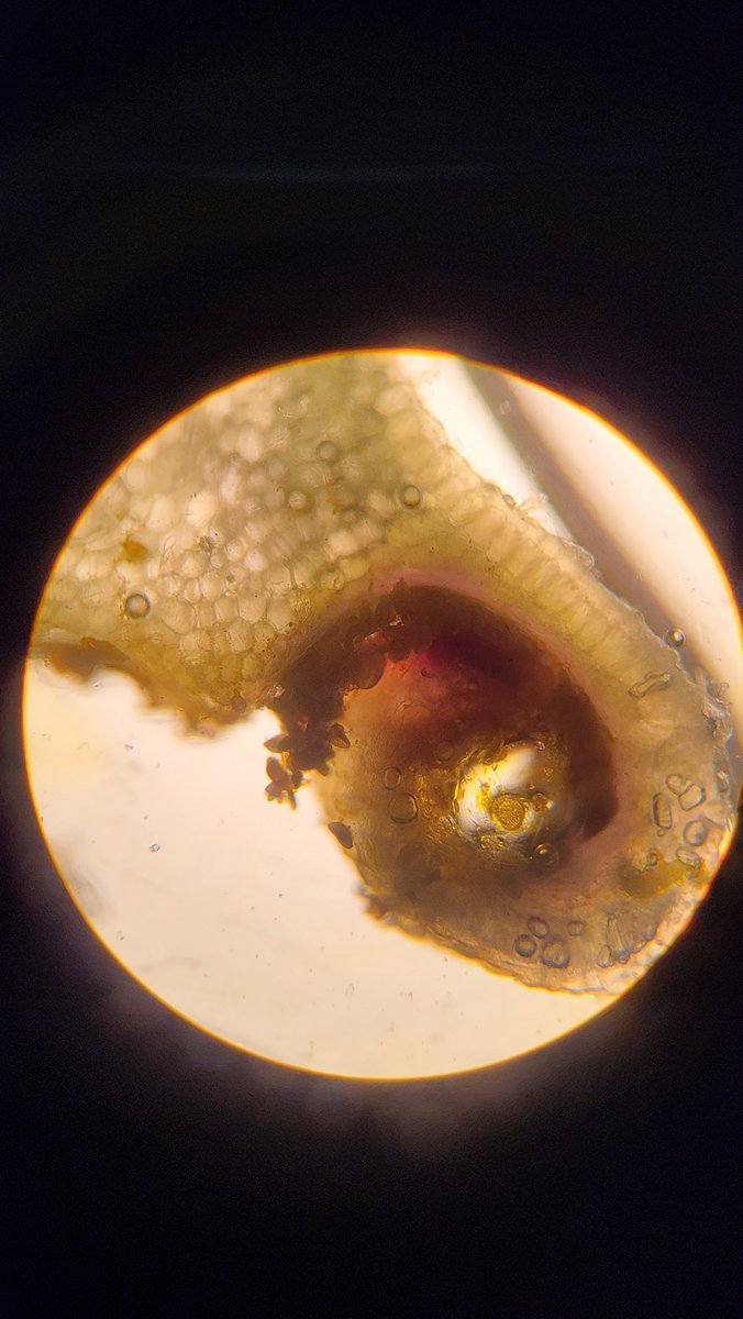 Mrs. Calkins tweet media