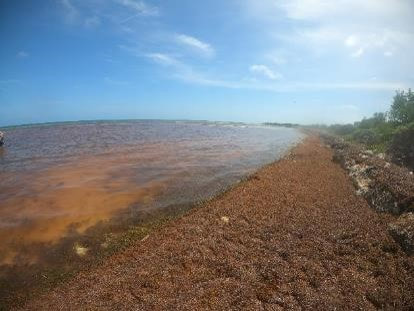 DrHulkFish's tweet photo. The LaPointe HAB Lab at @FloridaAtlantic @HarborBranch is hiring a PhD student (FULLY FUNDED, Spring 2024 start). Come work for a GREAT team at an awesome institution, and PLEASE SHARE. #PhD #gradschool #FAU #HarborBranch #Sargassum #HABs #marinescience 
➡️https://t.co/cEr17yS9ZW https://t.co/nRsHxL0pWV