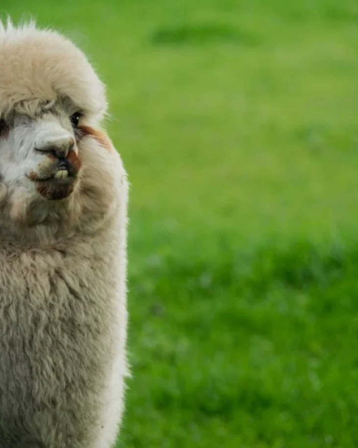 CTywydd's tweet photo. REALLY looking forward to leading a great walk tomorrow. We start with breakfast at the glorious @GilestonManor & visit St Athans, East Orchard, Boys Village & Gileston #valewalks @visitthevale
Breakfast,history, characters, castles, good company & a great walk...oh, and alpacas. https://t.co/72Kx9Ng2ri