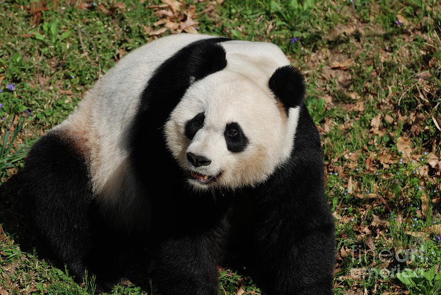 PandaEveryHour tweet picture