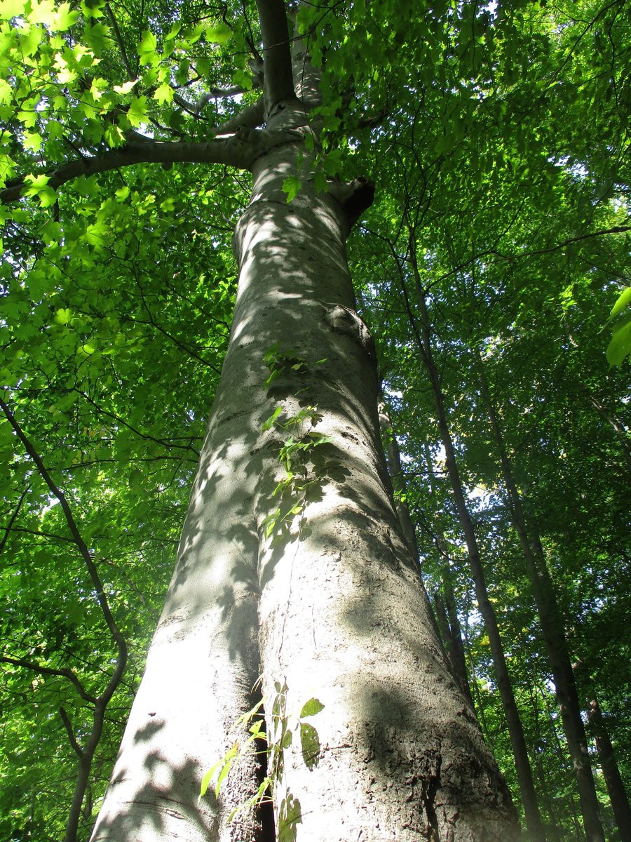Join us on Saturday, June 17, from 10 am - 2 pm, in Huntsville, Ontario, for a free Beech Bark Disease Management Field Tour hosted in collaboration between Forests Ontario and <a href="/WestwindForest/">Westwind Forest Stewardship Inc.</a>. 🌳 Learn more: ow.ly/Xi6p50Oslo7