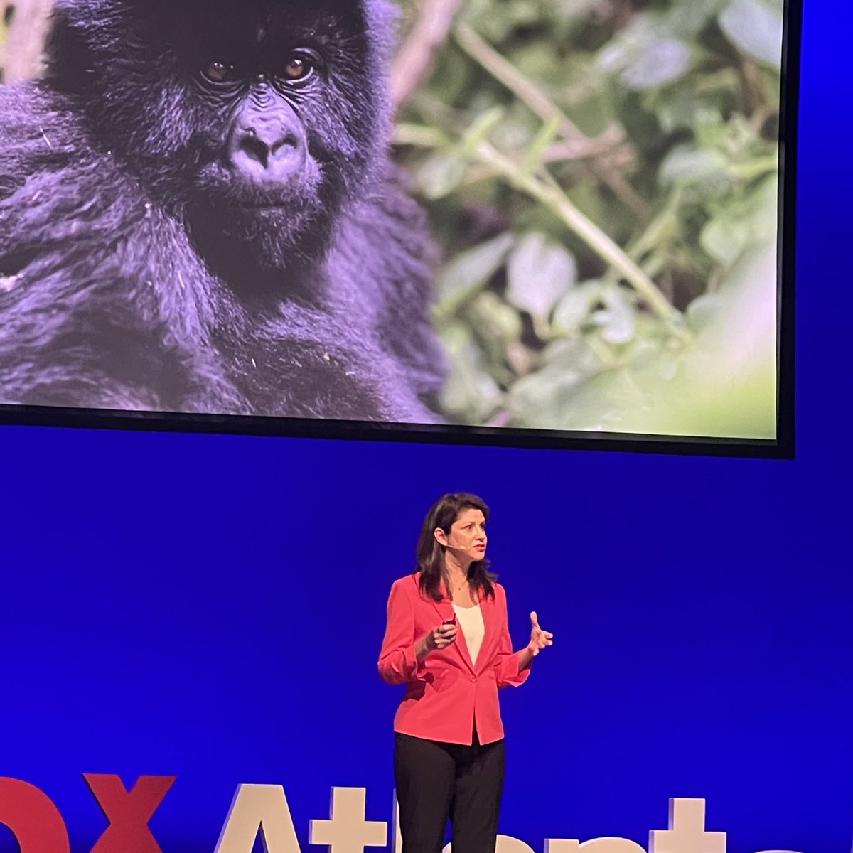"And I think the number one lesson we can learn from gorillas right now – is how we, too, can bounce back from a time of tremendous loss." -Tara Stoinski #WeRise #TEDxATL2023