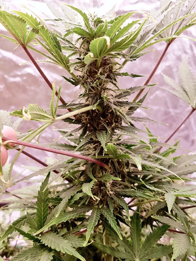 Gorilla Glue auto by @dutchfem growing under @hyphotonflux #hpf4000 #hyphotonfluxhpf4000 led grow light She's staying shorter and stacked in excited to enjoy this beautiful gorilla glue @GrowMizz