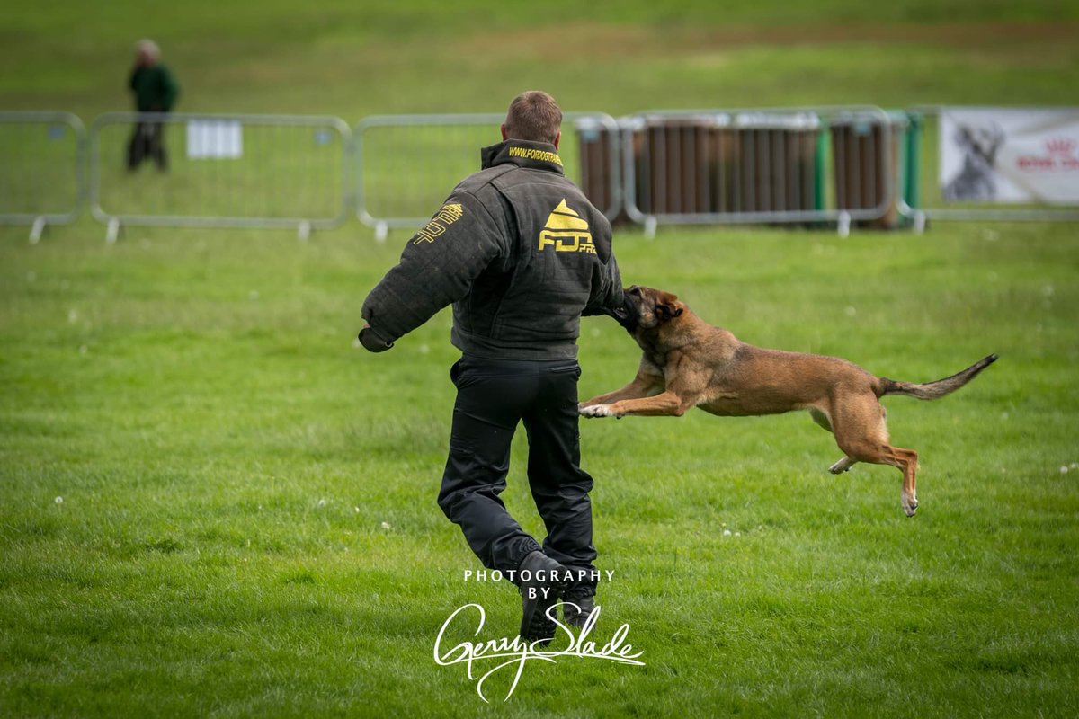 byGerrySlade's tweet image. Day 2 of the @PoliceDogTrials saw lots of action today…
@The_NFRSA @nottspolice @PSOSDogs @WMPDogs @CCPippaMills #police #policedogs #policedogtrials @K9_Core @k9copmagazine #landshark