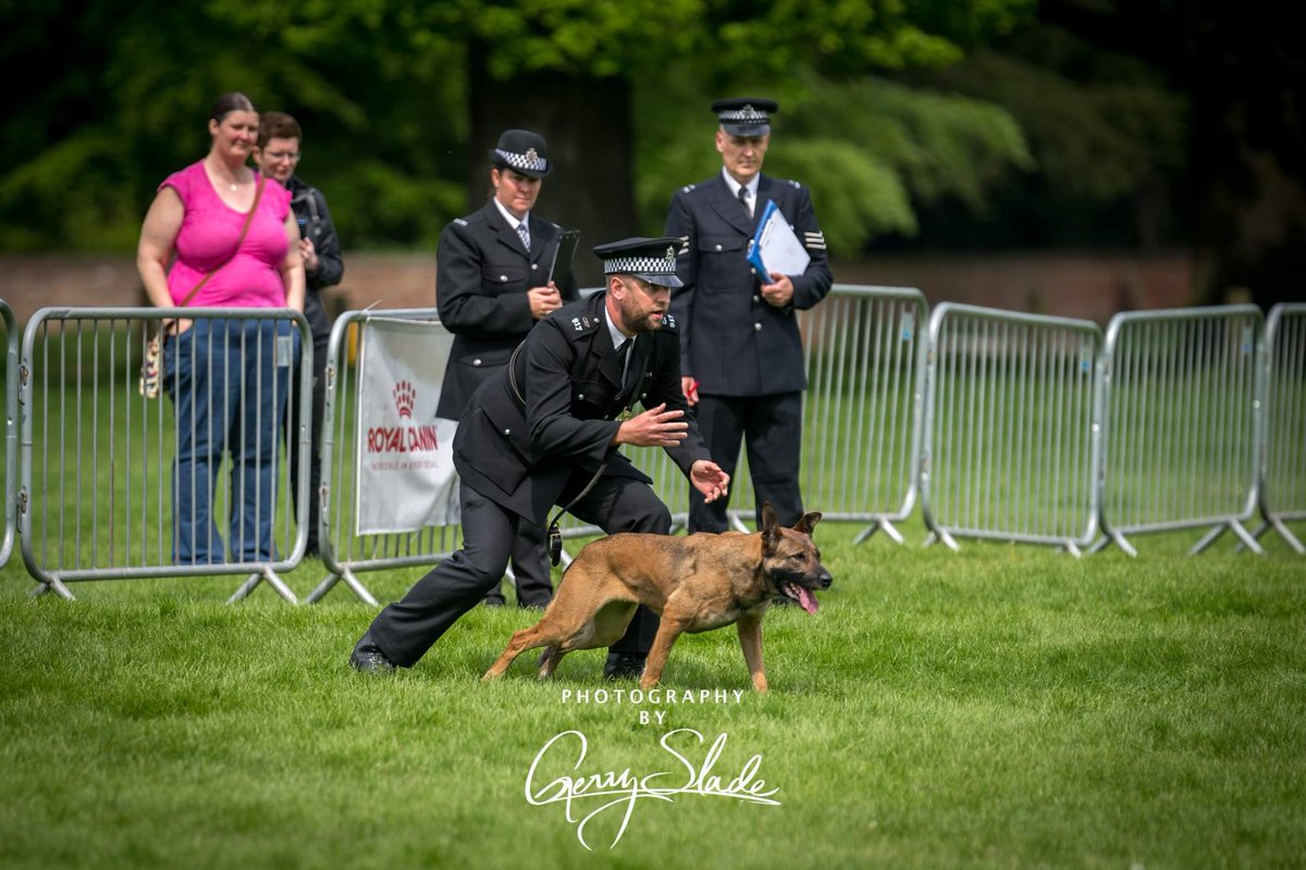byGerrySlade's tweet image. Day 2 of the @PoliceDogTrials saw lots of action today…
@The_NFRSA @nottspolice @PSOSDogs @WMPDogs @CCPippaMills #police #policedogs #policedogtrials @K9_Core @k9copmagazine #landshark