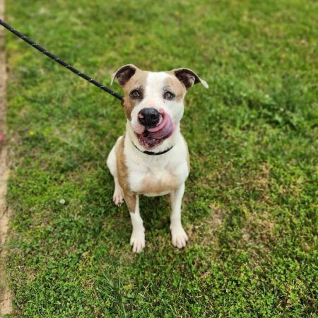 adopt_a_dog_bot's tweet photo. Claire is a civilized mutt, who can be found near Disputanta, VA! Claire is a Pit Bull Terrier, who wants to give you a kiss! #PitBullTerrier #dogsoftwitter #rescue #adopt #dog #Disputanta #Virginia #VA https://t.co/3DHVaWkUtp https://t.co/e0whmh31zj