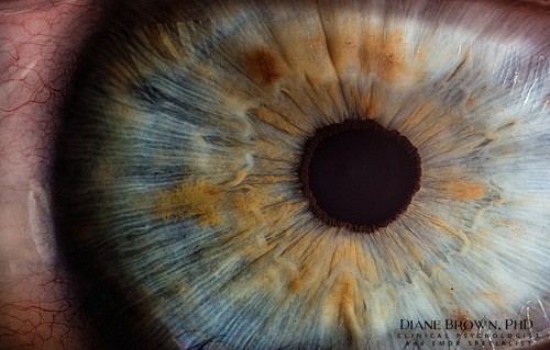 Diane Brown, Ph.D. tweet media