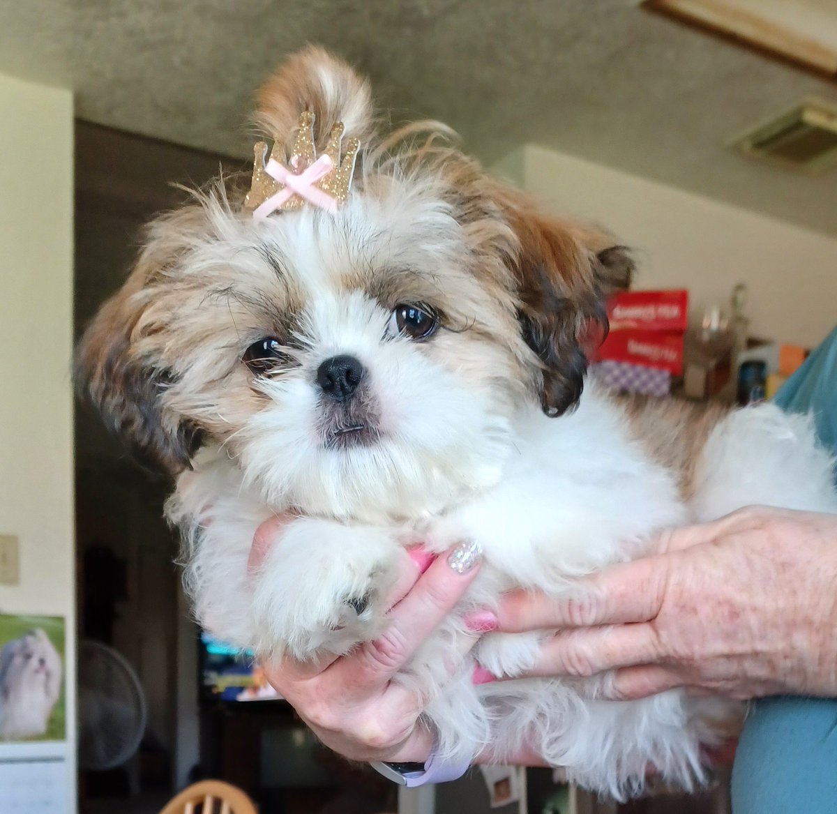 So splan thiz to me about cuteing zombies to death 🤔 YIP! Nailed it! 😁👍#ZSHQ #DogLover #puppylove #Dog #cutenessOVERLOAD #cute #shihtzulove #shihtzu #FridayVibes #PrettyInPink