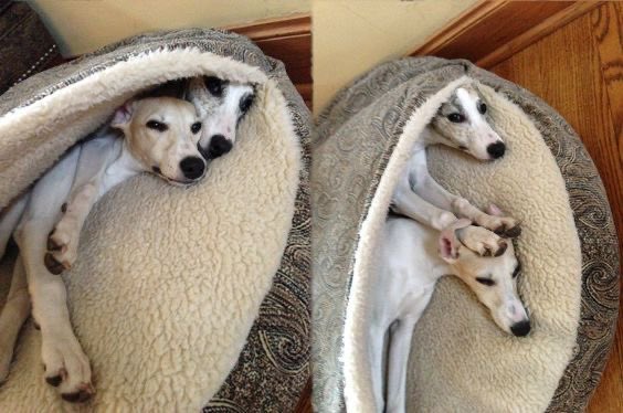 I don’t like galgos contact 🤭😩😁🤣#galgosdogs #cutrdogs #galgoscute #galgosloved