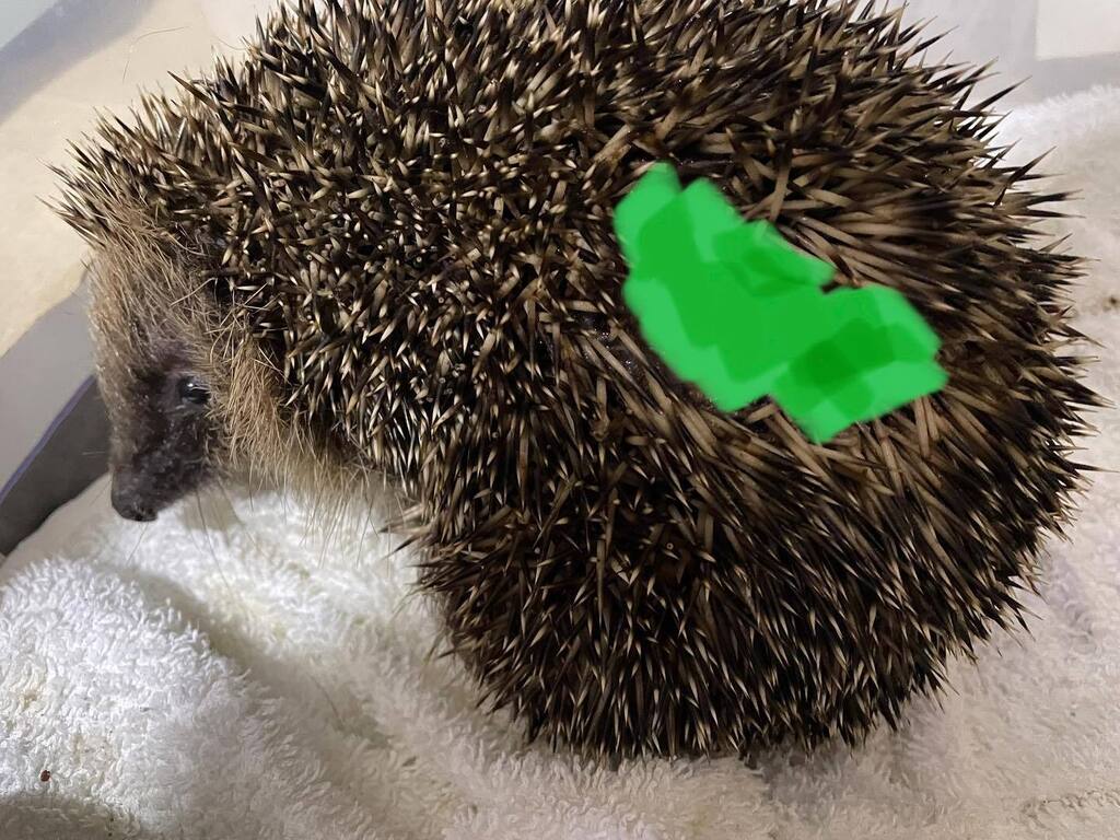 LittleWigglySnouts Hedgehog Rescue tweet media