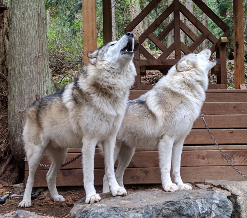 BWMexoticrescue's tweet photo. #wolf ambassadors Max and Kakoa support the movement to #relistwolves on #EndangeredSpeciesDay ! Wolves are essential to the ecosystem and provide life & habitat to so many species. #supportthehowl #becausewematter #morehowlsplease https://t.co/VgcyJv7Ex0