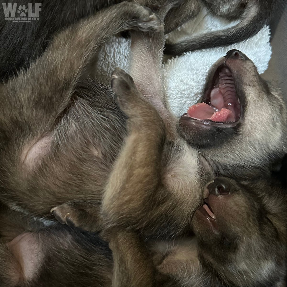 This #EndangeredSpeciesDay, we're excited to share with you that Mexican gray wolf Trumpet has become a mother once again, nurturing her essential and endangered cuties into the world! 
More → nywolf.org/2023/05/a-joyf…